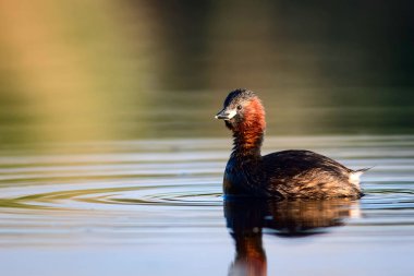 Sevimli küçük su kuşu. Doğa arka planı. Ortak su kuşu: Küçük Grebe. Taşibaptus ruficollis. 