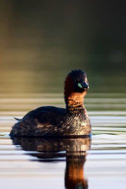 Sevimli küçük su kuşu. Doğa arka planı. Ortak su kuşu: Küçük Grebe. Taşibaptus ruficollis. 