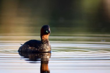 Sevimli küçük su kuşu. Doğa arka planı. Ortak su kuşu: Küçük Grebe. Taşibaptus ruficollis. 