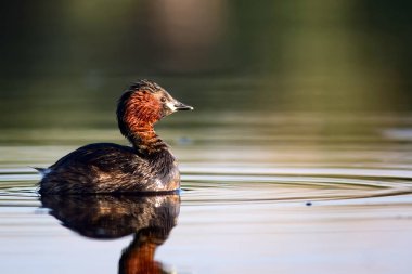 Sevimli küçük su kuşu. Doğa arka planı. Ortak su kuşu: Küçük Grebe. Taşibaptus ruficollis. 