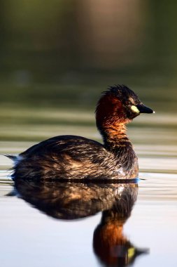 Sevimli küçük su kuşu. Doğa arka planı. Ortak su kuşu: Küçük Grebe. Taşibaptus ruficollis. 