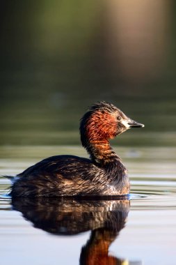 Sevimli küçük su kuşu. Doğa arka planı. Ortak su kuşu: Küçük Grebe. Taşibaptus ruficollis. 