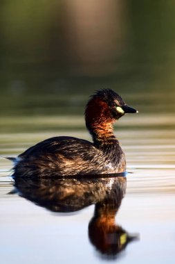 Sevimli küçük su kuşu. Doğa arka planı. Ortak su kuşu: Küçük Grebe. Taşibaptus ruficollis. 