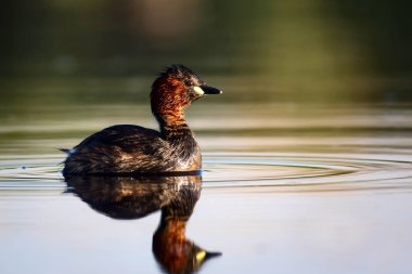 Sevimli küçük su kuşu. Doğa arka planı. Ortak su kuşu: Küçük Grebe. Taşibaptus ruficollis. 