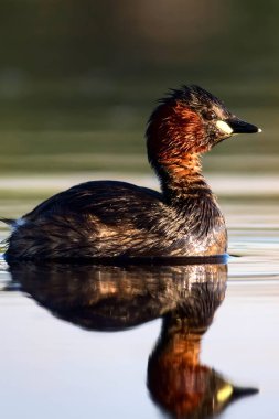 Sevimli küçük su kuşu. Doğa arka planı. Ortak su kuşu: Küçük Grebe. Taşibaptus ruficollis. 