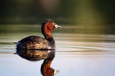 Sevimli küçük su kuşu. Doğa arka planı. Ortak su kuşu: Küçük Grebe. Taşibaptus ruficollis. 