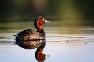 Sevimli küçük su kuşu. Doğa arka planı. Ortak su kuşu: Küçük Grebe. Taşibaptus ruficollis. 