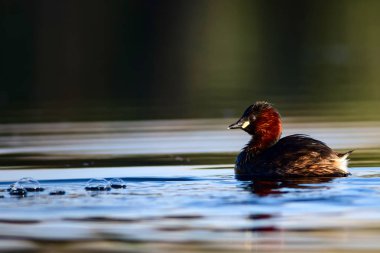 Sevimli küçük su kuşu. Doğa arka planı. Ortak su kuşu: Küçük Grebe. Taşibaptus ruficollis. 