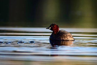 Sevimli küçük su kuşu. Doğa arka planı. Ortak su kuşu: Küçük Grebe. Taşibaptus ruficollis. 