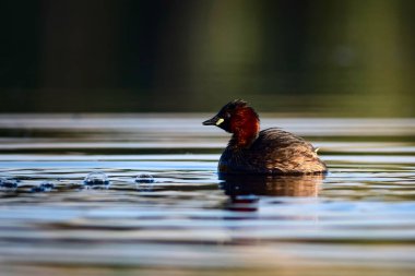 Sevimli küçük su kuşu. Doğa arka planı. Ortak su kuşu: Küçük Grebe. Taşibaptus ruficollis. 