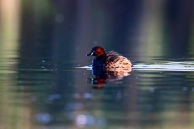 Sevimli küçük su kuşu. Doğa arka planı. Ortak su kuşu: Küçük Grebe. Taşibaptus ruficollis. 