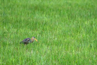Doğa ve kuş. Renkli doğa arka plan. Kuş: Mor Heron. Ardea purpurea.