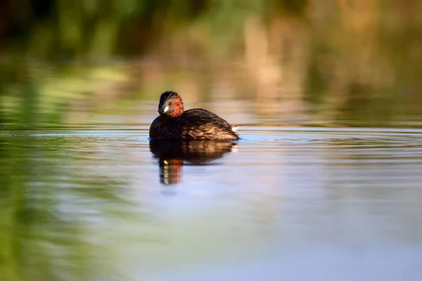 Pássaro Aquático Giro Fundo Natureza Aves Aquáticas Comuns Little Grebe — Fotografia de Stock