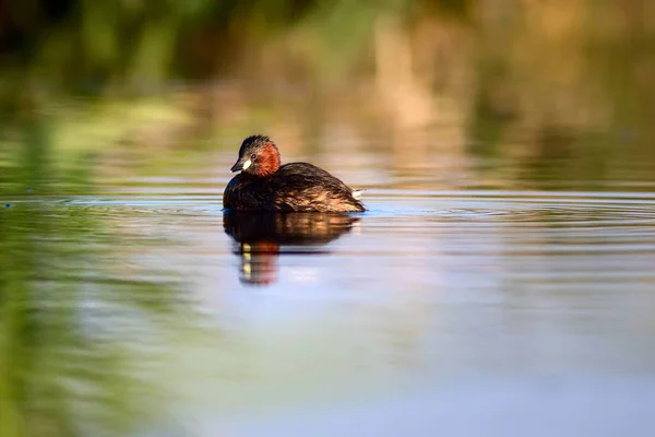 Pássaro Aquático Giro Fundo Natureza Aves Aquáticas Comuns Little Grebe — Fotografia de Stock