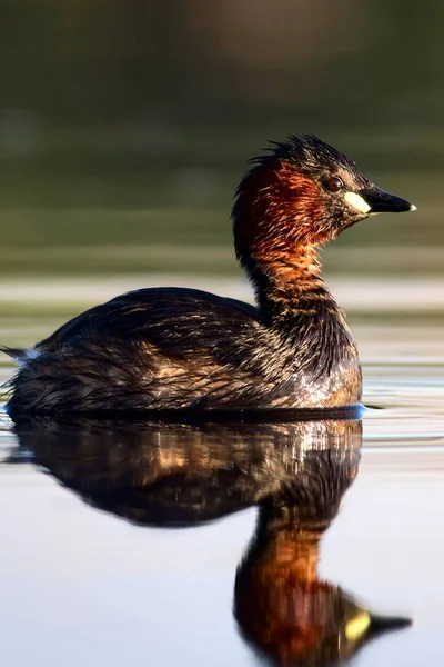 Sevimli küçük su kuşu. Doğa arka planı. Ortak su kuşu: Küçük Grebe. Taşibaptus ruficollis. 