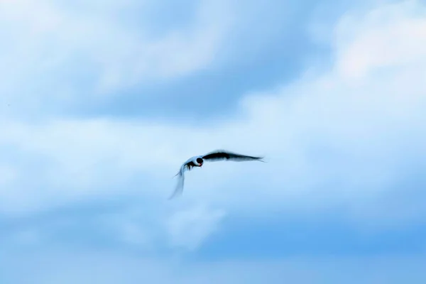 Kaydırma Sanatı Uçan Kuş Hareket Bulanıklığı Gökyüzü Arka Plan Soyut — Stok fotoğraf