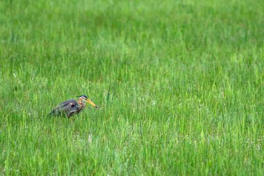 Doğa ve kuş. Renkli doğa arka plan. Kuş: Mor Heron. Ardea purpurea.
