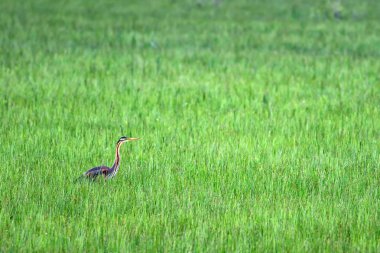 Doğa ve kuş. Renkli doğa arka plan. Kuş: Mor Heron. Ardea purpurea.