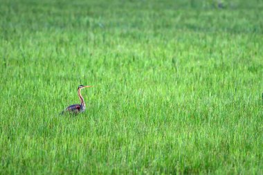 Doğa ve kuş. Renkli doğa arka plan. Kuş: Mor Heron. Ardea purpurea.