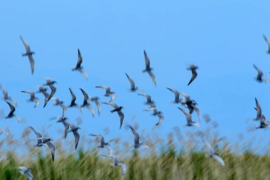 Kaydırma sanatı. Uçan kuş. Hareket bulanıklığı gökyüzü arka plan. Soyut doğa kuşları.