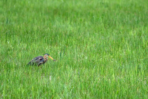 Nature and bird. Colorful nature background. Bird: Purple Heron. Ardea purpurea.