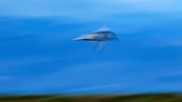 Sztuka Panoramowania Latający Ptak Rozmycie Ruchu Tle Nieba Abstrakcyjne Ptaki — Zdjęcie stockowe