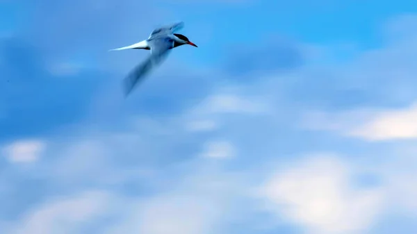 Die Kunst Des Schwenkens Fliegender Vogel Bewegung Verschwimmen Himmel Hintergrund — Stockfoto