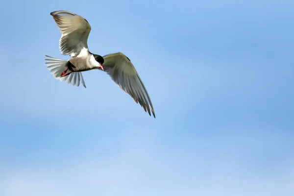 Létající Ptáci Přírodní Pozadí Rybák Obecný Sternova Vlaštovku — Stock fotografie
