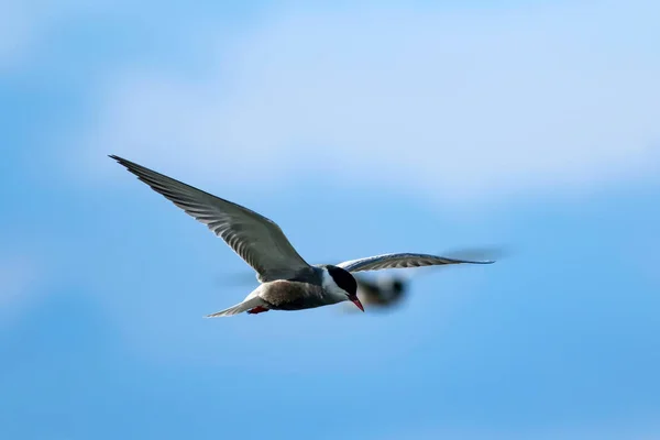 Uccelli Volanti Sfondo Naturale Uccello Terna Comune Sterna Hirundo — Foto Stock