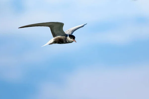 Létající Ptáci Přírodní Pozadí Rybák Obecný Sternova Vlaštovku — Stock fotografie