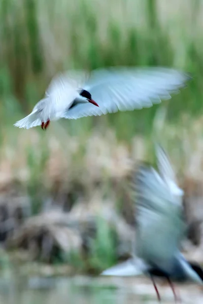 Arte Del Paneo Pájaro Volador Movimiento Borroso Cielo Fondo Aves — Foto de Stock