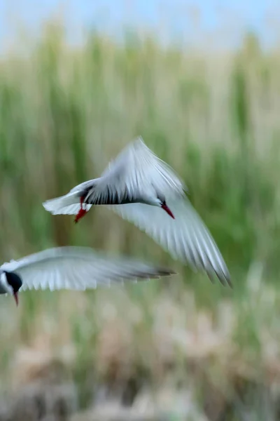 パンニングの芸術 飛ぶ鳥モーション ブラー空の背景 抽象的な自然の鳥 — ストック写真