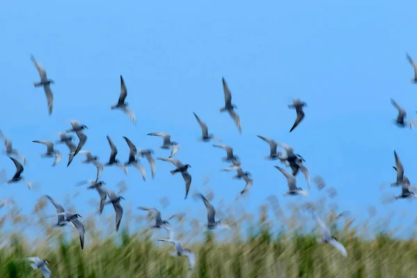 Arte Fazer Panning Pássaro Voador Motion Embaçamento Céu Fundo Aves — Fotografia de Stock