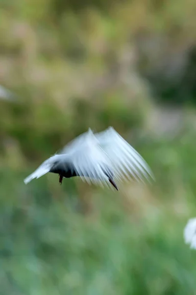 Art Panoramique Oiseau Volant Motion Flou Ciel Arrière Plan Oiseaux — Photo