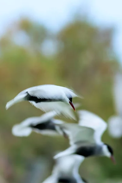 Die Kunst Des Schwenkens Fliegender Vogel Bewegung Verschwimmen Himmel Hintergrund — Stockfoto