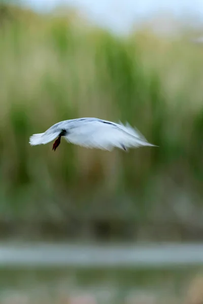 Kunst Van Het Pannen Vliegende Vogel Bewegingsonscherpte Hemel Achtergrond Abstracte — Stockfoto