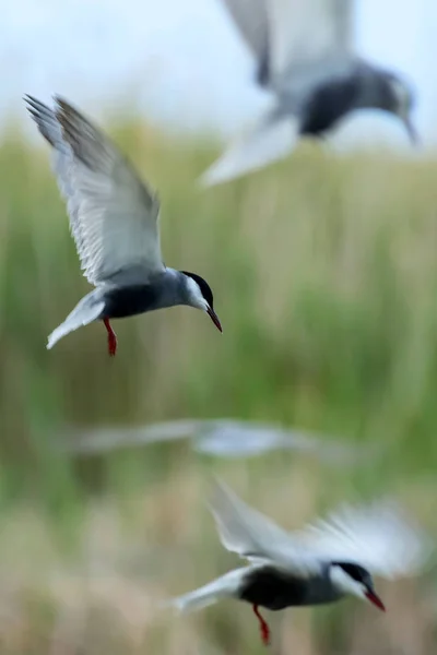 Pájaros Voladores Fondo Naturaleza Bird Common Tern Sterna Hirundo — Foto de Stock