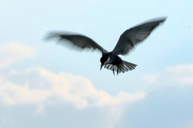 Kaydırma sanatı. Uçan kuş. Hareket bulanıklığı gökyüzü arka plan. Soyut doğa kuşları.