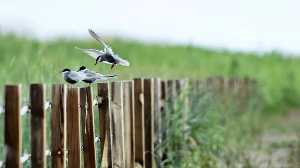 Pájaros Voladores Fondo Naturaleza Bird Common Tern Sterna Hirundo — Foto de Stock