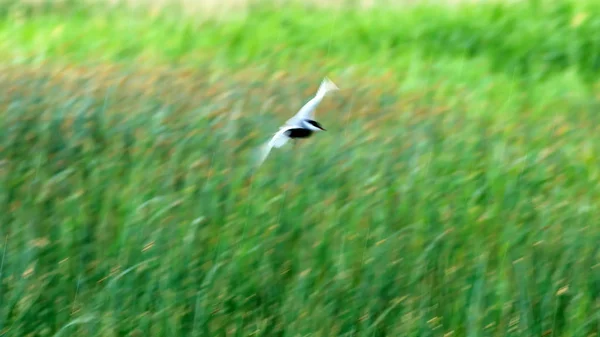 Arte Fazer Panning Pássaro Voador Motion Embaçamento Céu Fundo Aves — Fotografia de Stock