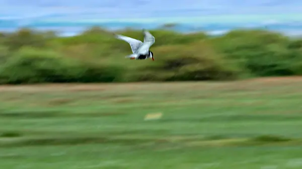 Arte Del Paneo Pájaro Volador Movimiento Borroso Cielo Fondo Aves —  Fotos de Stock