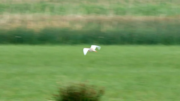 Art Panning Flying Bird Motion Blur Background — Stock Photo, Image