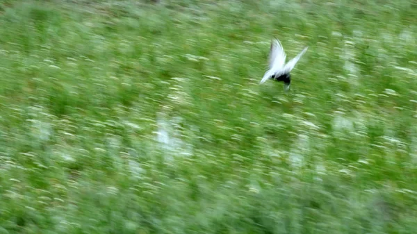 Arte Del Panning Uccello Volante Sfocatura Movimento Cielo Sfondo Natura — Foto Stock