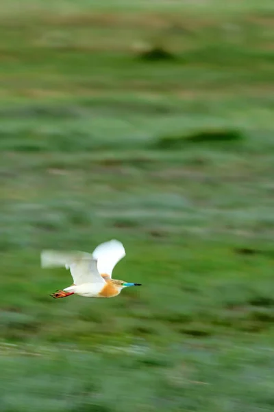 Panoráma Művészete Repülő Madár Motion Blur Háttér — Stock Fotó