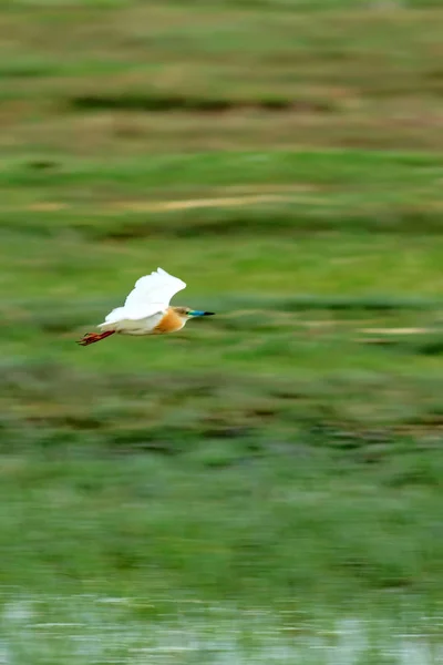 Art Panoramique Oiseau Volant Motion Fond Flou — Photo