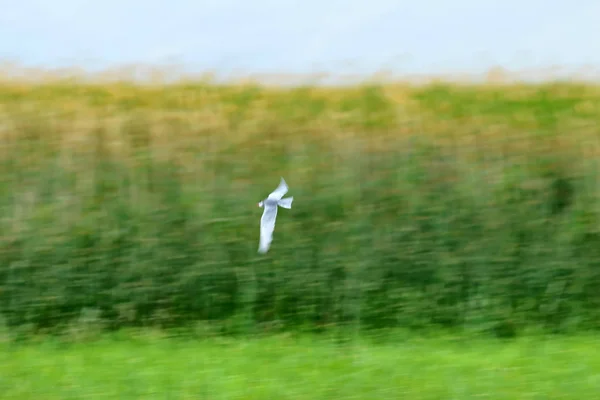 Arte Fazer Panning Pássaro Voador Motion Embaçamento Céu Fundo Aves — Fotografia de Stock