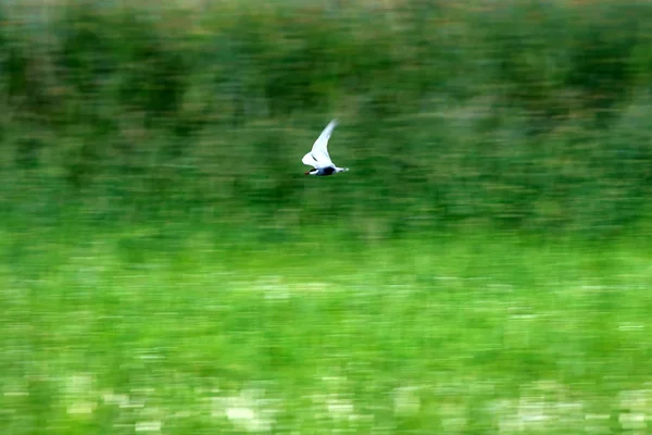 Arte Del Paneo Pájaro Volador Movimiento Borroso Cielo Fondo Aves —  Fotos de Stock