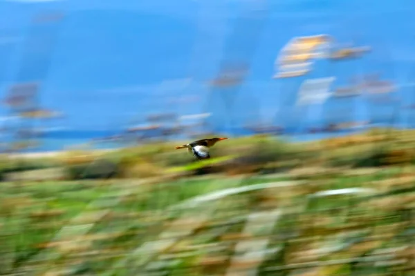 Panoráma Művészete Repülő Madár Motion Blur Háttér — Stock Fotó