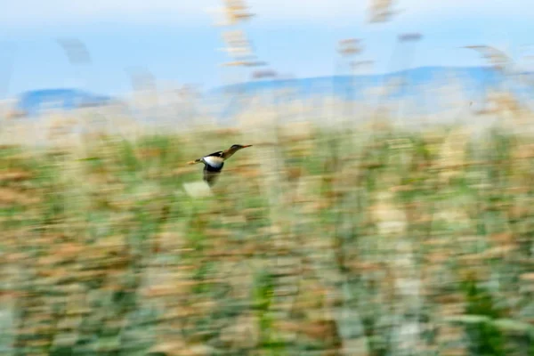 パンニングの芸術 飛ぶ鳥モーション ブラーの背景 — ストック写真