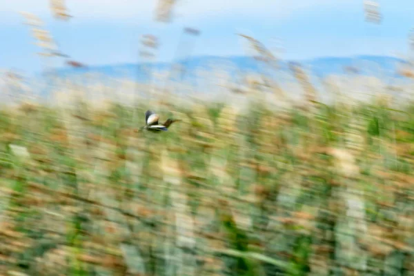 Мистецтво Панорами Літаючий Птах Тло Розмивання Руху — стокове фото